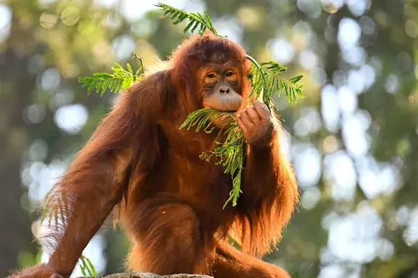 Orangutan Wild Borneo Explorer Canva