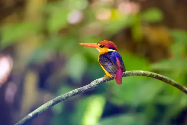 Oriental dwarf kingfisher Borneo