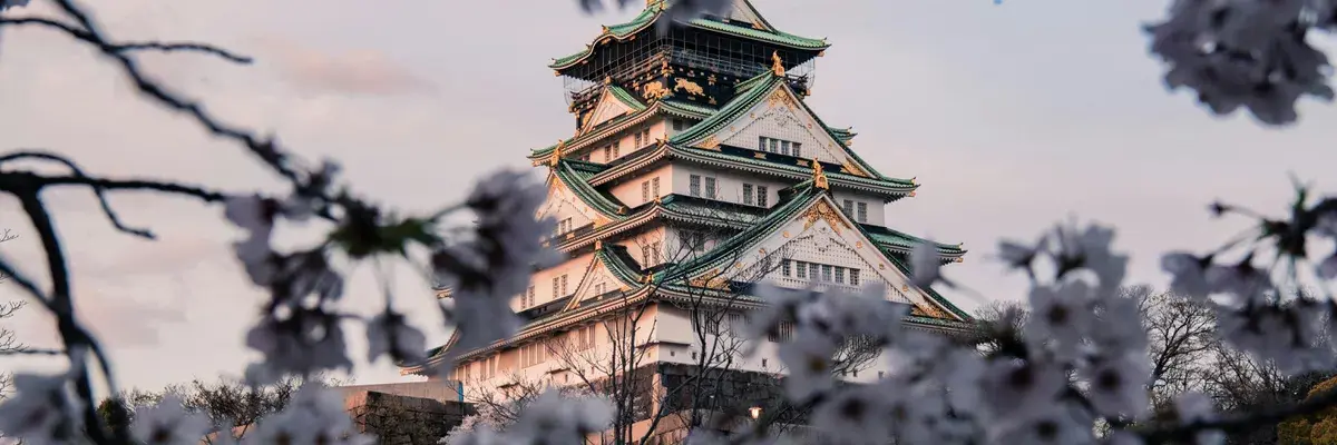Osaka castle cherry blossoms japan pexel
