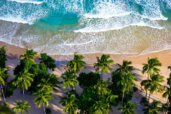 Palm tree liked beach philippines canva