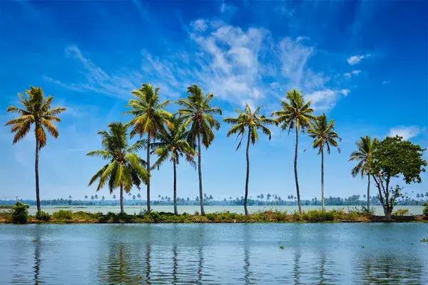 Palm Trees On The Kerala Backwaters