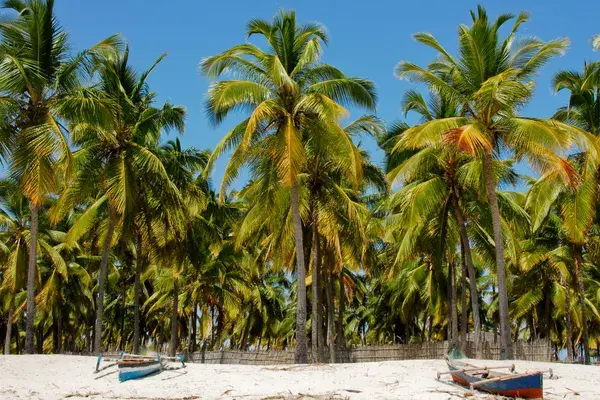Pangane Beach Mozambique Canva Pro