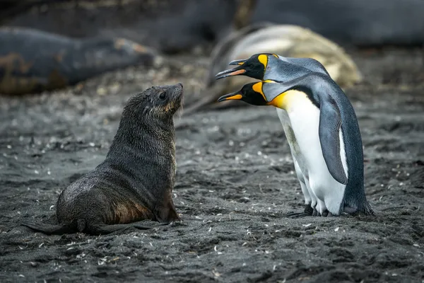 Penguins and Seal in South Georgia Islands Unsplash min