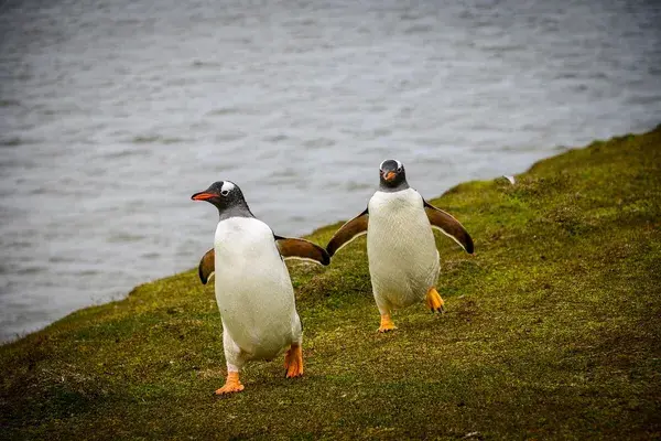 Penguins Falkland Islands
