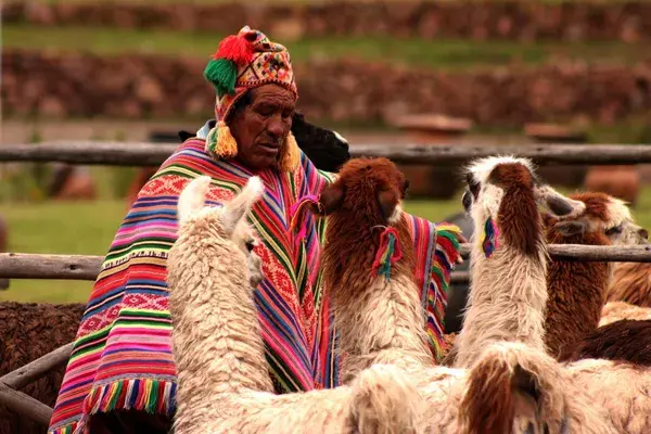 Peru local llama