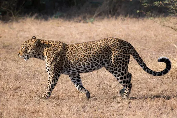 Pic 3 Leopard Gabriella Costantini South Luangwa Zambia
