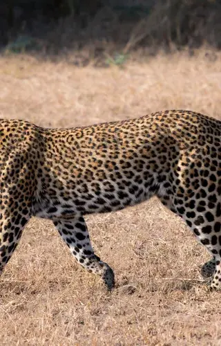 Pic 3 Leopard Gabriella Costantini South Luangwa Zambia