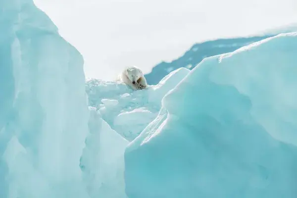 Polar bear arctic cruises