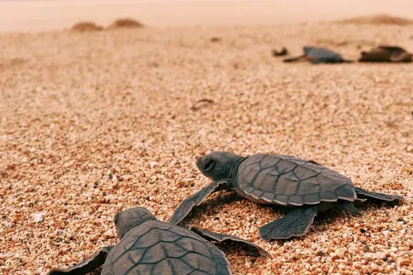 Principe collection sustainable hotels and resorts west Africa Sao tome Principe turtles 2
