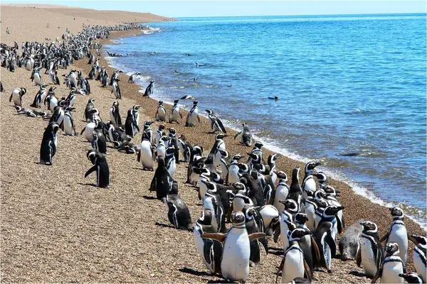 Puerto Madryn penguins