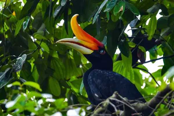 Rhinoceros hornbill Borneo