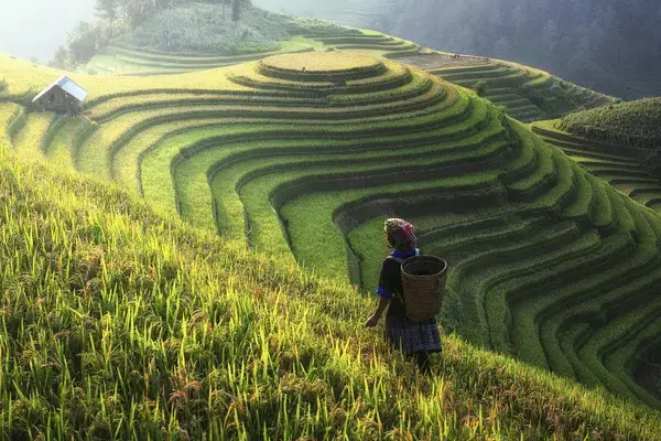 Rice terraces sapa vietnam canva