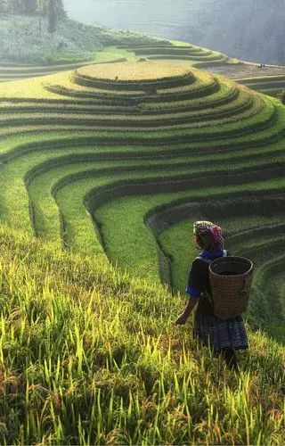 Rice terraces sapa vietnam canva