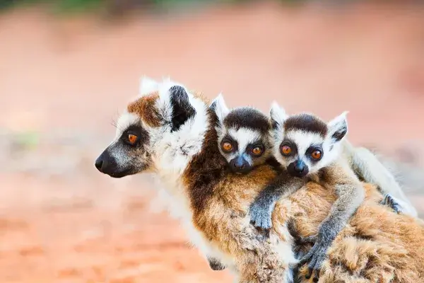 Ringtailed Lemurs In Berenty Reserve Copy
