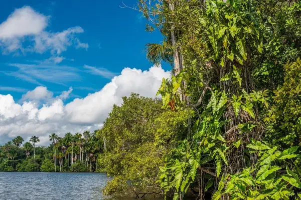 River peruvian Amazon jungle Madre de Dios Peru Canva Pro