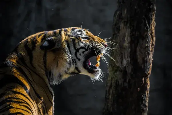 Roaring Tiger in the Wild Canva Pro