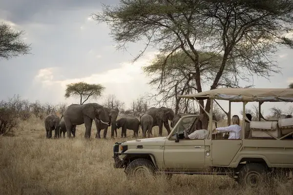 Ruaha Game Drive