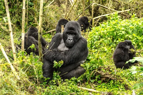 Rwanda 1