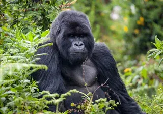 Rwanda Gorilla still Canva Pro