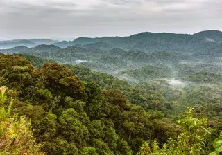 Rwanda rainforests Canva Pro