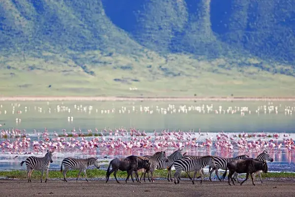Sanctuary Ngorongoro Crater Camp Game Drive