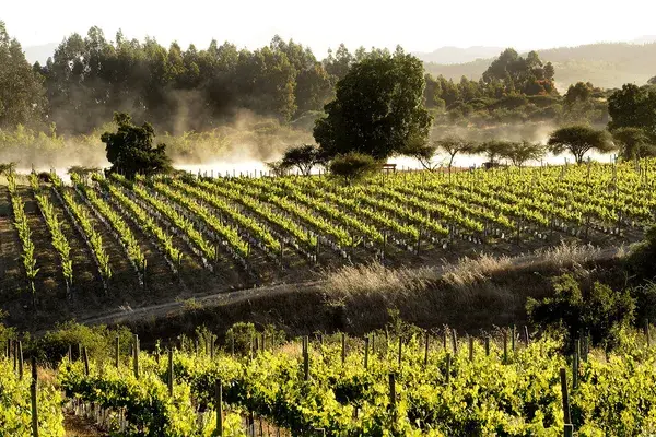 Santa Rita Vin Yard Chile 2
