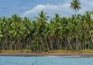 Sao Tome and Principe Canva Pro