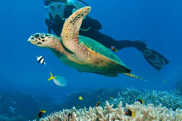 Scuba Diving Atlantic ocean 1