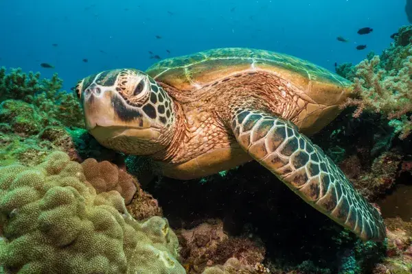 Sea Turtle in the reef Bohol Philippines