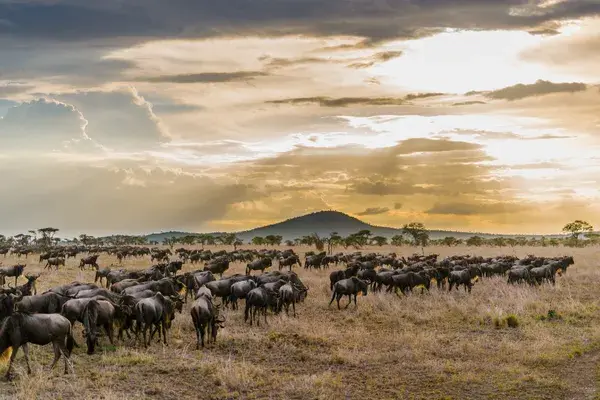 Serengeti Wildebeest Migration