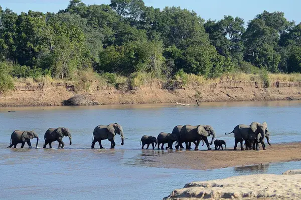South Luangwa National Park Zambia