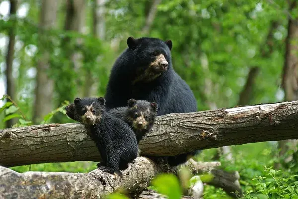 Spectacled bear with cubs South America Canva