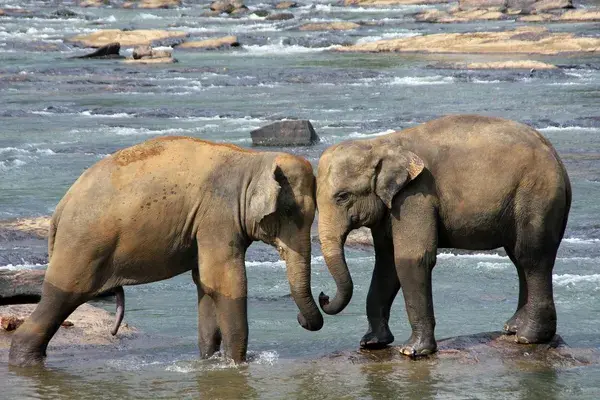 Sri Lanka Elephants