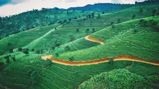 Sri Lanka Tea plantation