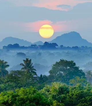 Sun rise Jungle no text high res