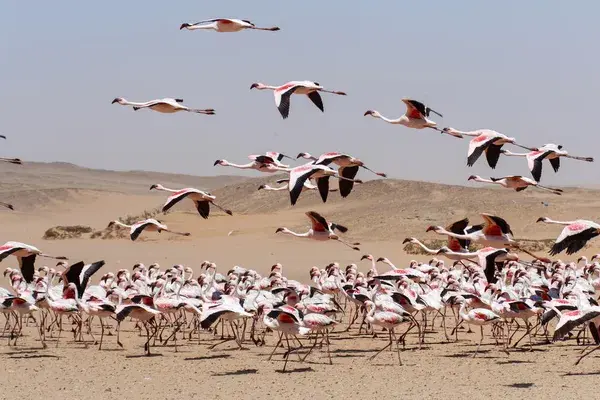 Swakopmund Flamingos