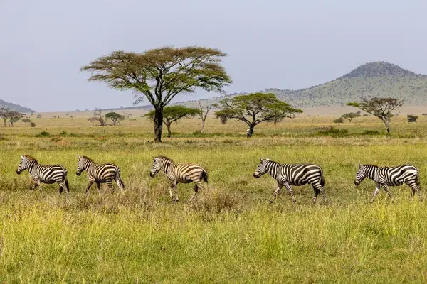 Tanzania Safaris Canva1