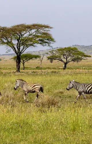 Tanzania Safaris Canva1