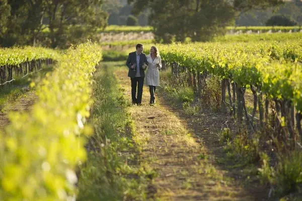 Taste of South Australia vineyards