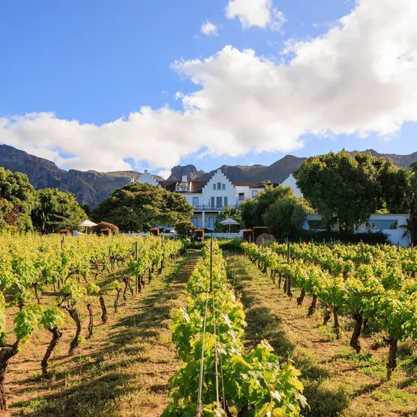 The Cellars Hohenort Vinyard view
