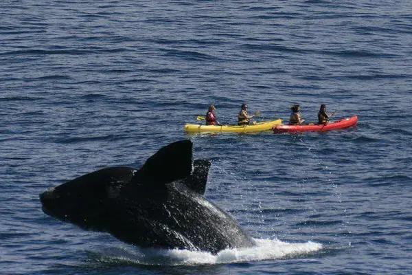 The Marine Whale Watching