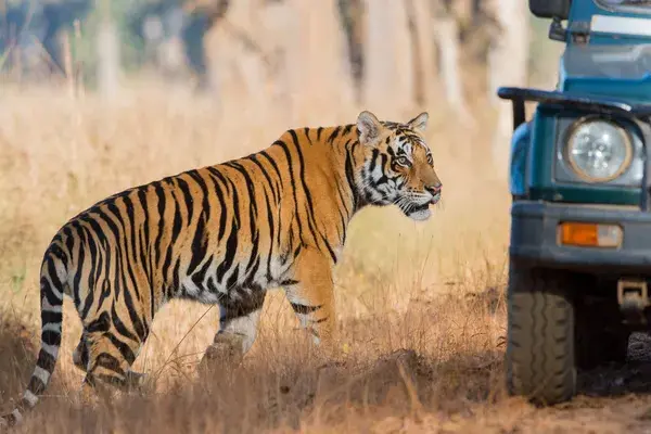 Tiger In  Kanha  National  Park