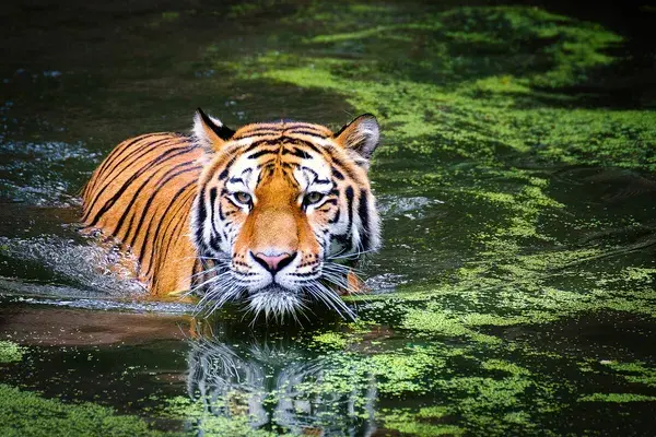 Tiger In The Jungles Of India