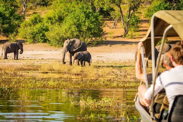 Tourists on Elephant Safari Africa Canva Pro