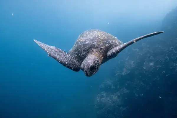 Turtle Galapagos