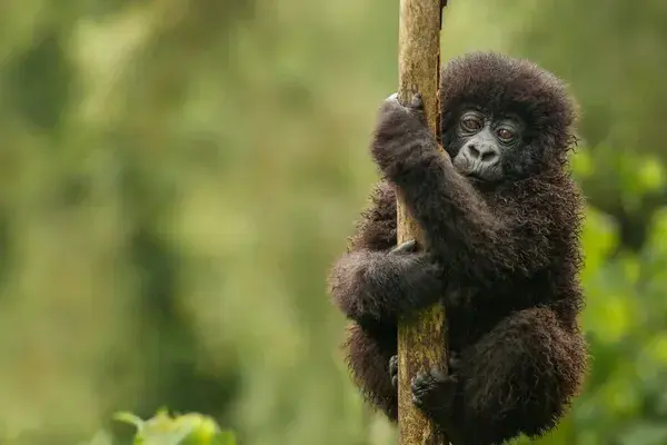 Uganda Baby Gorilla Canva