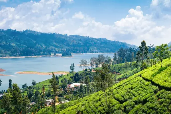 View From Tea Plantation Near Nuwara Eliya