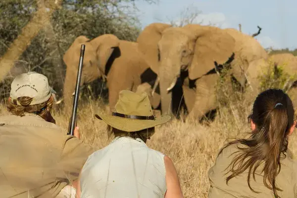Walking safaris