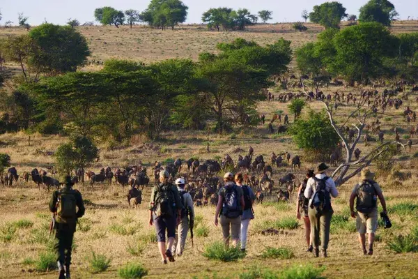 Wayo Walking In Serengeti