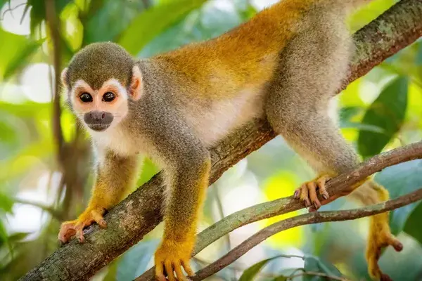 Wild Colombia Amazon Coast Monkey Canva